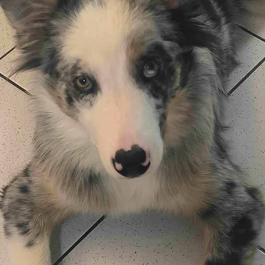 Aiko participe au concours pour gagner de l'argent avec cette photo : adorable, animal, canine, cute, dog, domestic_animal, ears, eyes, fluffy, friendly, fur, indoor, looking_up, lying_down, mammal, merle_coat, nose, paw, pet, tile_floor