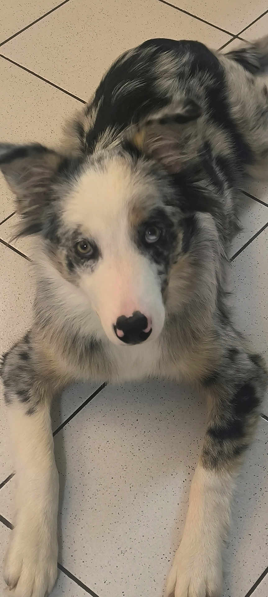 Aiko participe au concours pour gagner de l'argent avec cette photo : dog, merle_coat, tile_floor, lying_down, pet, canine, fur, ears, eyes, nose, paw, indoor, animal, mammal, cute, looking_up, domestic_animal, friendly, fluffy, adorable