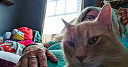 Mr Bean joined the competition — help win amazing prizes! animal, blanket, casual, cat, cozy, furniture, glasses, hand, home, indoor, light, mirror, orange_cat, person, pet, portrait, relaxed, resting, wall, window