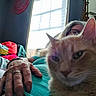 animal, blanket, casual, cat, cozy, furniture, glasses, hand, home, indoor, light, mirror, orange_cat, person, pet, portrait, relaxed, resting, wall, window