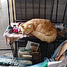 Mr Bean joined the competition — help win amazing prizes! basket, bench, blanket, books, cat, colorful, cozy, curled_up, door, furniture, household_items, indoor, magazines, metal_frame, orange_cat, resting, sleeping, suitcase, textiles, wood_paneling