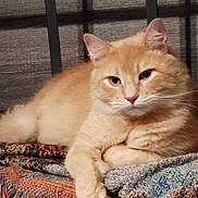 Mr Bean is registered to the contest to win money with this photo: animal, blanket, cat, close_up, cozy, cute, domestic_cat, ears, fluffy, furniture, indoor, lying_down, orange_cat, pet, portrait, relaxed, resting, soft_fur, tail, whiskers
