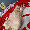 Mr Bean is registered to the contest to win money with this photo: bed, blanket, cat, cozy, curled_paws, cute, decor, fluffy, gnome, indoor, lying_down, orange_cat, paws, pet, red_blanket, relaxed, sign, sleeping_cat, sunflowers, white_blanket