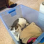 Nutmeg joined the competition — help win amazing prizes! cat, sleeping, plastic_bin, clothes, folded_clothes, carpet, indoor, furniture, air_purifier, relaxing, pet, white_and_gray_cat, cozy, home, resting, container, quiet, domestic, cute, comfortable
