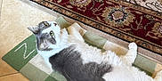 Nutmeg joined the competition — help win amazing prizes! cat, gray_and_white, indoor, mat, floor, rug, curious, lounging, pet, feline, cozy, domestic, animal, green_mat, patterned_rug, relaxed, looking_up, whiskers, tail, fur