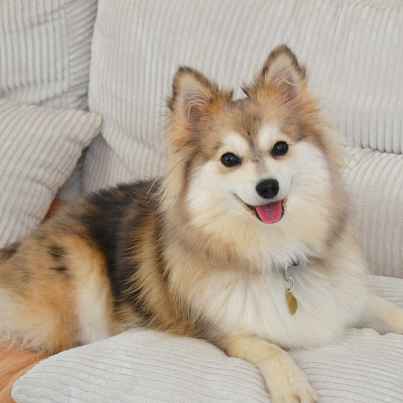 Héra participe au concours pour gagner de l'argent avec cette photo : animal, bodypart, canine, chair, cockerspaniel, collie, couch, cushion, dog, eskimodog, furniture, homedecor, husky, mouth, papillon, person, pet, puppy, snout, tongue