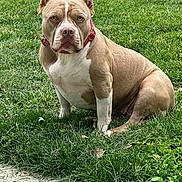 Nala joined the competition — help win amazing prizes! dog, canine, pet, sitting, grass, outdoor, collar, red_collar, tan_dog, white_markings, ears_cropped, heart_shaped_tag, lawn, nature, animal, mammal, close_up, portrait, alert, daytime