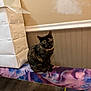 cat, tortoiseshell_cat, bench, colorful, indoor, cardboard_box, step_stool, wall, paint_patch, floor, wood_floor, furniture, pet, animal, sitting, looking, domestic, cute, calm, home