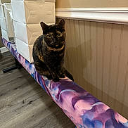 Cookie joined the competition — help win amazing prizes! cat, tortoiseshell, indoor, stacked_boxes, padded_beam, wooden_floor, wall_paneling, curious, pet, animal, feline, seated, colorful, purple, pink, blue, domestic, quiet, still_life, household