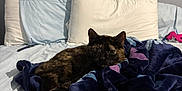 Cookie joined the competition — help win amazing prizes! cat, tortoiseshell, bed, blanket, pillow, indoor, pet, feline, cozy, resting, fur, animal, comfort, soft, home, sleepy, domestic, relaxing, blue, purple
