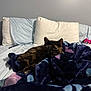 cat, tortoiseshell, bed, blanket, pillow, indoor, pet, feline, cozy, resting, fur, animal, comfort, soft, home, sleepy, domestic, relaxing, blue, purple
