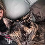 cat, tortoiseshell, pet, close_up, indoor, cozy, snuggling, pillow, blanket, resting, fur, animal, companion, soft, domestic, cute, face, whiskers, ears, relaxing