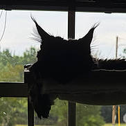 Stormy joined the competition — help win amazing prizes! cat, silhouette, window, perch, indoor, daylight, ears, fur, relaxing, animal, pet, nature, outdoor_view, trees, grass, quiet, shadow, resting, home, feline