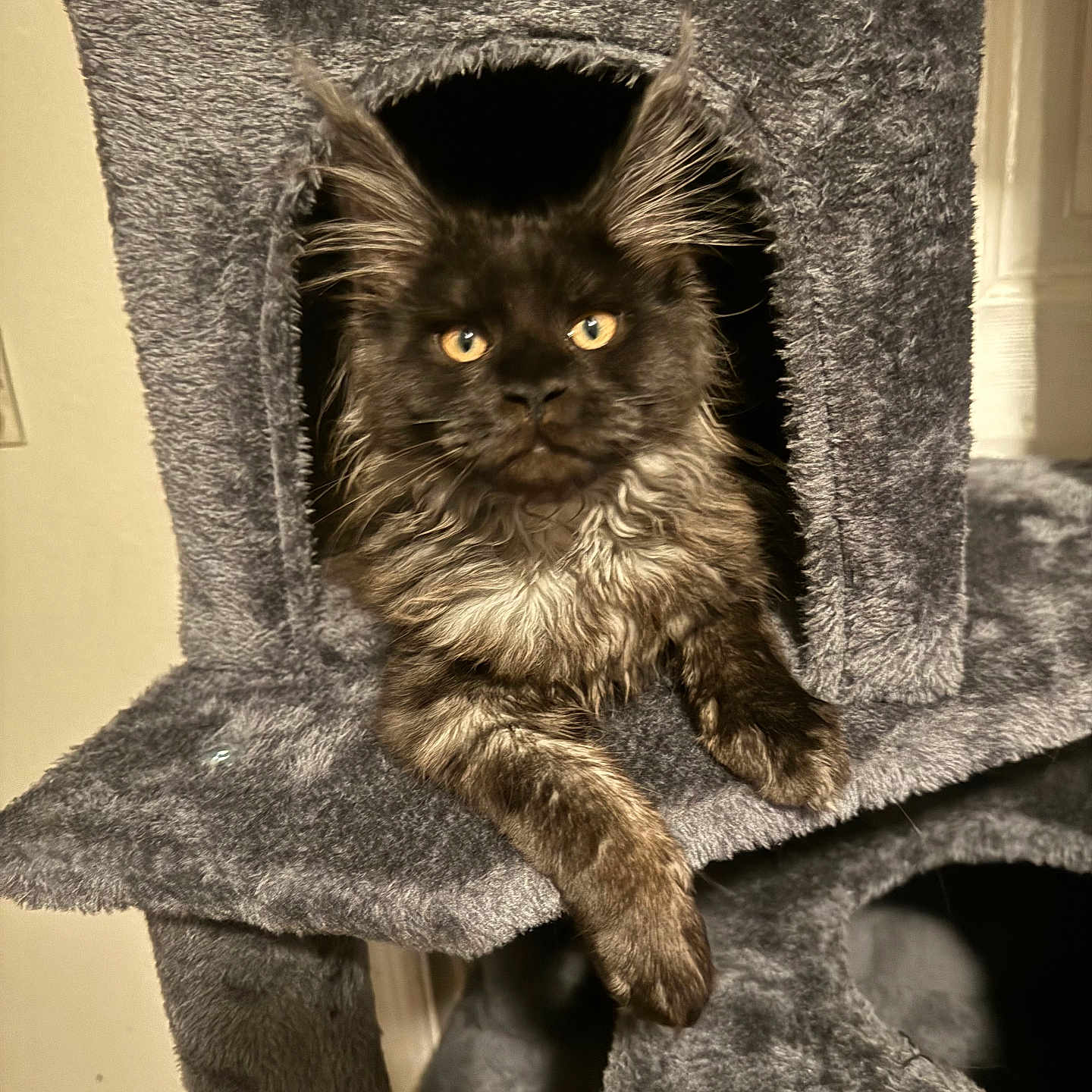 Stormy is registered to the contest to win money with this photo: animal, cat, cat_tree, cozy, cute, feline, fluffy, fur, furniture, gray, home, indoor, mammal, paw, pet, portrait, relaxed, resting, whiskers, yellow_eyes