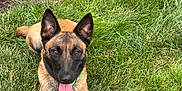 Zora joined the competition — help win amazing prizes! dog, grass, toy, playful, outdoor, green_collar, mulch, bushes, brick_wall, fence, tongue_out, pet, canine, summer, nature, animal, happy, front_legs, colorful_toy, garden