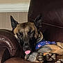 Zora is registered to the contest to win money with this photo: dog, sleeping, brown_leather_chair, bandana, blue_bandana, paw_prints, tongue_out, relaxed, cozy, pet, indoor, furniture, canine, paw, ears, fur, cute, companion, resting, animal