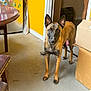 Zora is registered to the contest to win money with this photo: dog, indoor, yellow_wall, cardboard_boxes, table, floor, person_legs, shorts, ears, alert, pet, brown_dog, concrete_floor, magnet, refrigerator, doorway, home, curious, standing, animal