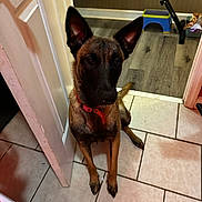 Zora is registered to the contest to win money with this photo: dog, canine, pet, indoor, floor, tile_floor, door, red_collar, ears_up, brown_fur, watchful, iron_board, toy, home, animal, sitting, looking_up, loyal, domestic, room