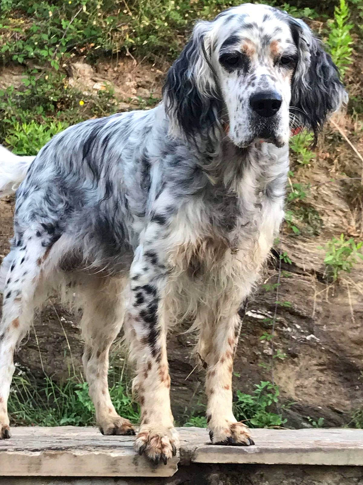 Filou a rejoint le concours — aidez-le/la à gagner de superbes lots ! canidae, carnivore, companion_dog, dog, dog_breed, fur, grass, gun_dog, hunting_dog, plant, snout, sporting_group, terrestrial_animal, tree, working_dog