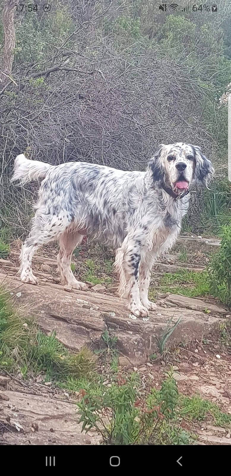 Filou a rejoint le concours — aidez-le/la à gagner de superbes lots ! canidae, carnivore, companion_dog, dog, dog_breed, grass, gun_dog, hunting_dog, plant, soil, sporting_group, tail, terrestrial_animal, tree, working_animal, working_dog