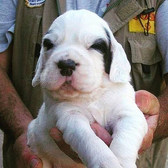 Filou participe au concours pour gagner de l'argent avec cette photo : bermuda_shorts, canidae, carnivore, collar, companion_dog, dog, dog_breed, dog_collar, ear, fawn, fur, non_sporting_group, paw, puppy, puppy_love, sleeve, snout, sporting_group, whiskers, working_animal