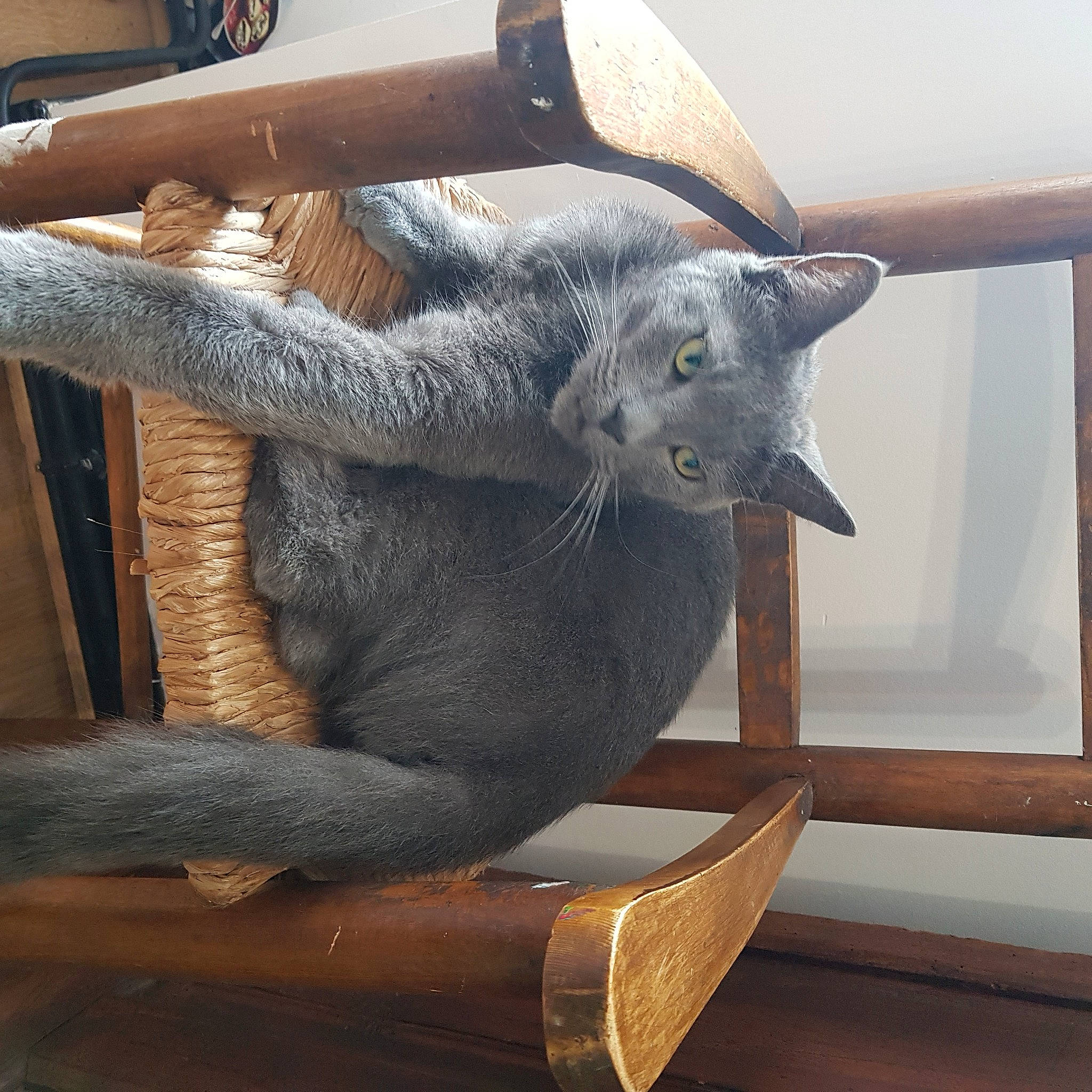 Balou participe au concours pour gagner de l'argent avec cette photo : cat, russian_blue, working_animal