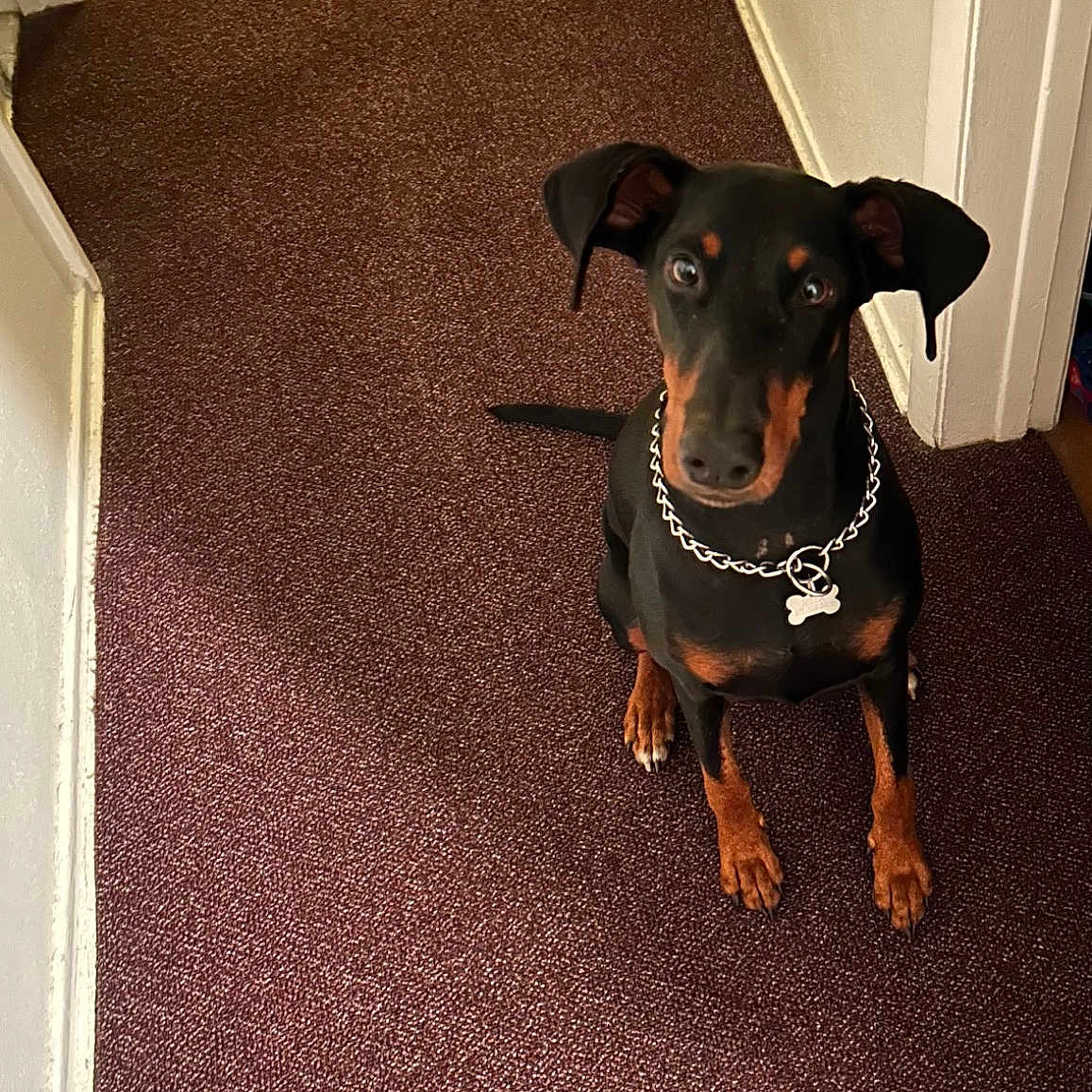 Bella Lucy