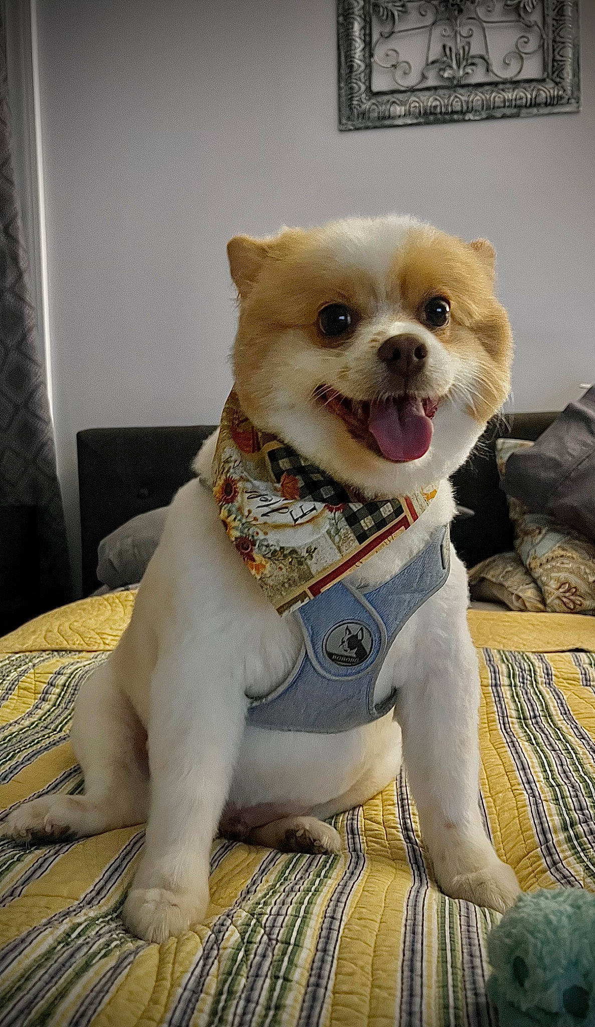 Charlie is registered to the contest to win money with this photo: carnivore, collar, companion_dog, curtain, dog, dog_breed, dog_clothes, dog_collar, dog_supply, eyewear, fawn, fur, party_hat, pet_supply, snout, sporting_group, toy, toy_dog, whiskers, working_animal