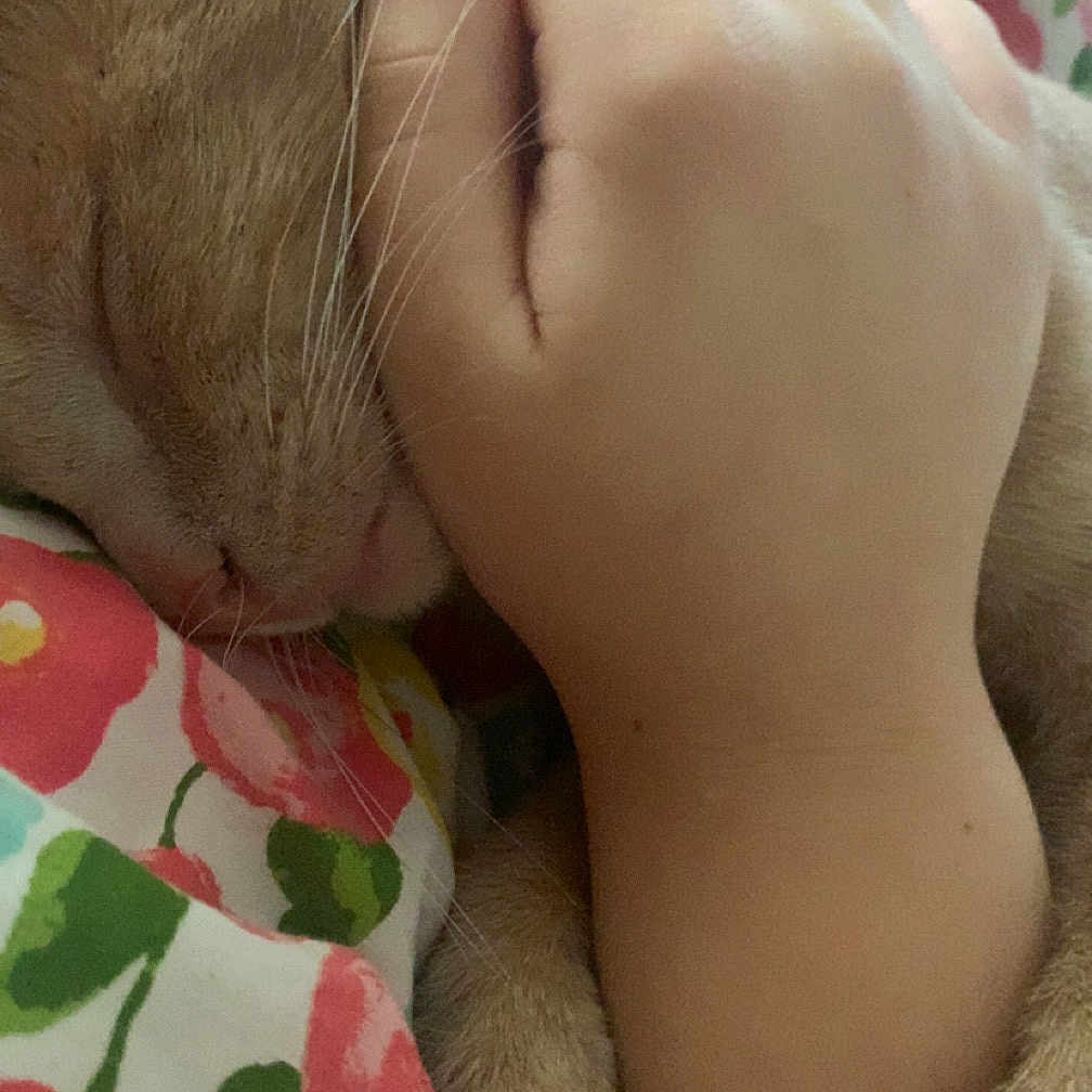 Biscuit is registered to the contest to win money with this photo: bed, blanket, cat, close_up, comfort, cozy, cute, domestic_animal, floral_pattern, fur, hand, indoor, nap, paw, pet, relaxation, resting, sleeping, soft, whiskers