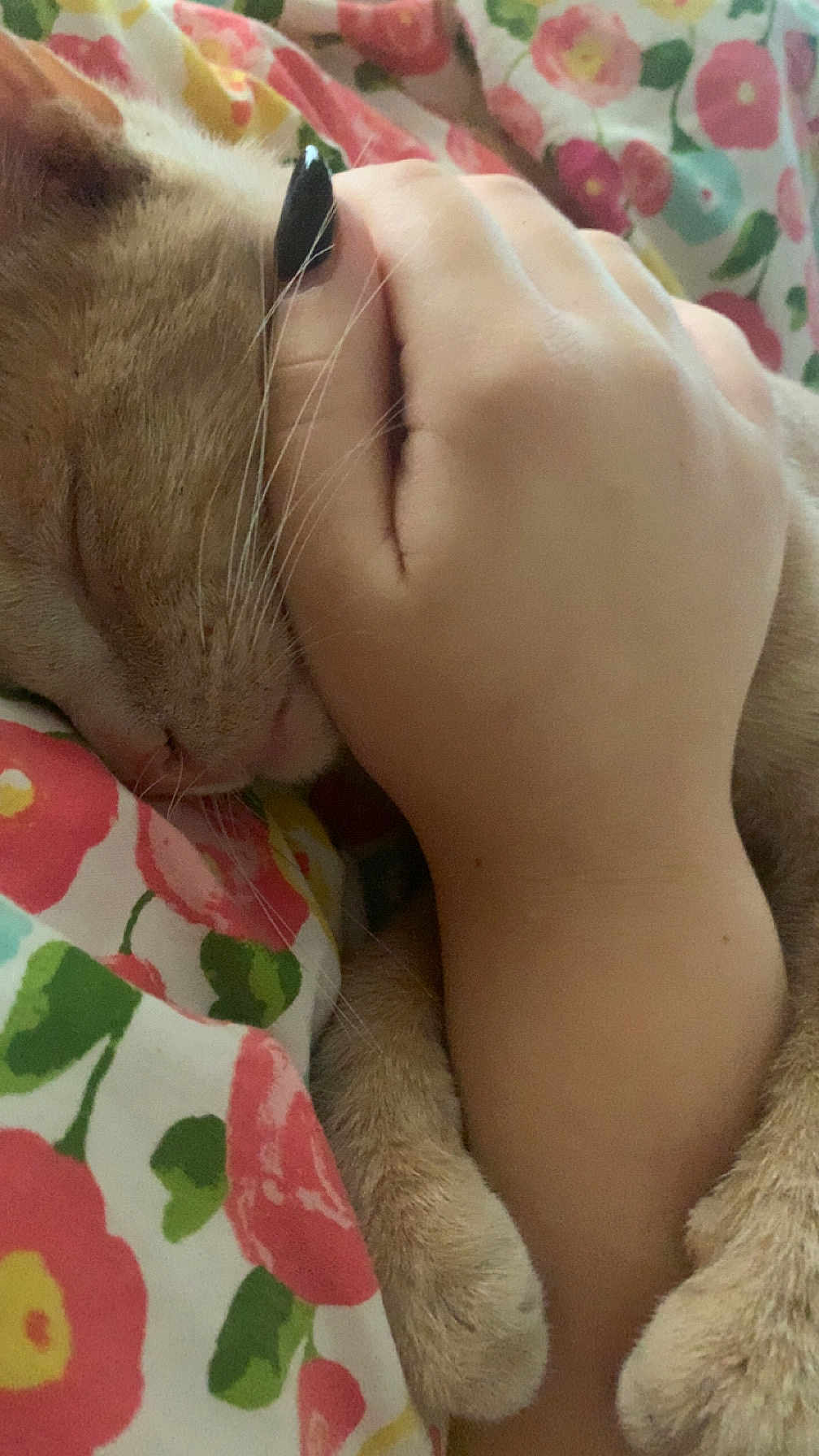 Biscuit