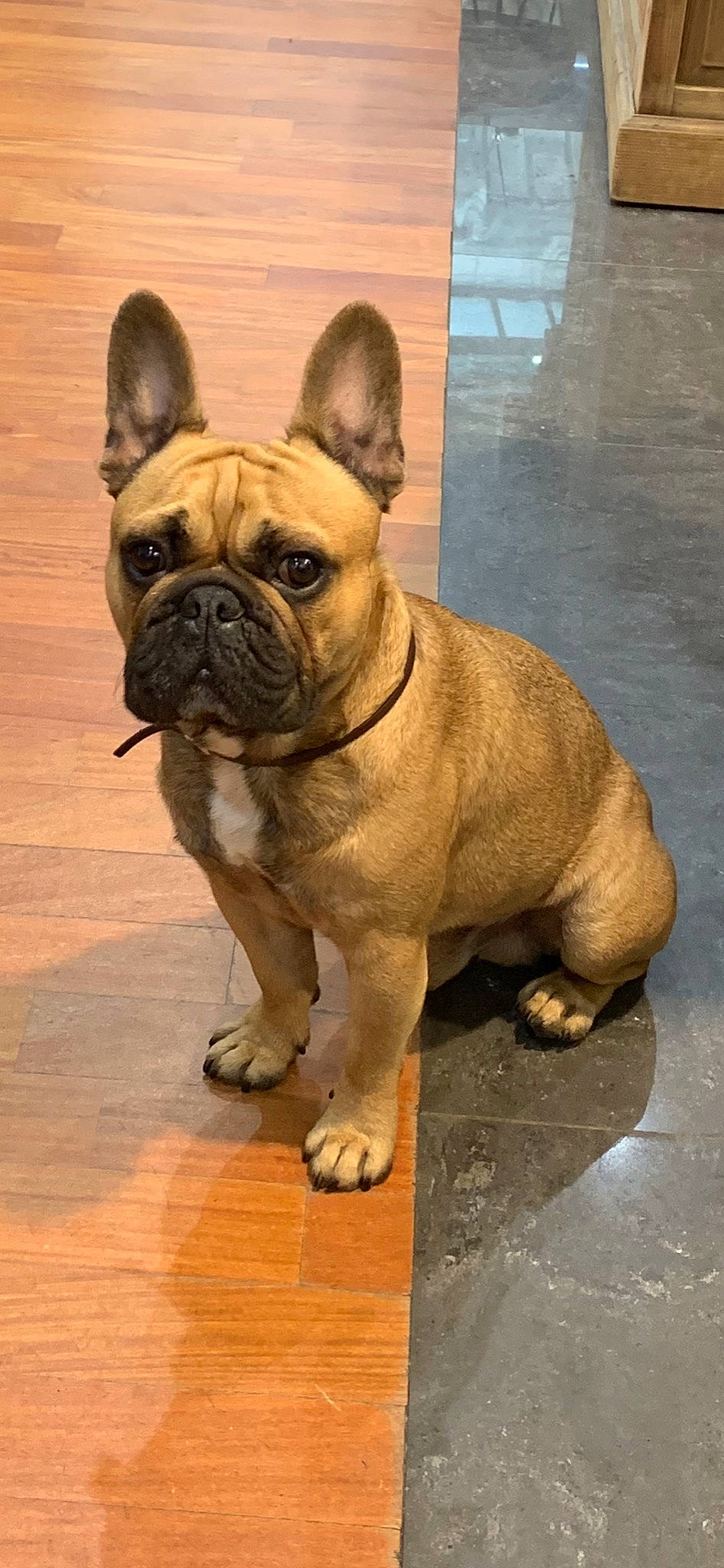 Joe participe au concours pour gagner de l'argent avec cette photo : ancient_dog_breeds, british_bulldogs, bulldog, canidae, carnivore, companion_dog, dog, dog_breed, fawn, french_bulldog, mammal, molosser, non_sporting_group, old_english_bulldog, olde_english_bulldogge, rare_breed_dog, skin, snout, toy_bulldog, vertebrate