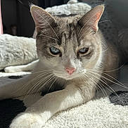 Coco joined the competition — help win amazing prizes! blue_eyes, carpet, cat, close_up, cozy, domestic_animal, ear, feline, fur, indoor, paw, pet, pink_nose, portrait, resting, shadow, soft_texture, sunlight, whiskers, window