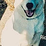 animal, canine, closeup, daylight, dog, friendly, fur, gravel, happy, mammal, nature, outdoor, pet, portrait, shadow, single_animal, sitting, smiling, sunlight, white_dog
