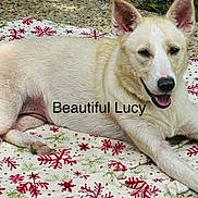 Lucille Sophia is registered to the contest to win money with this photo: animal, blanket, canine, closeup, cute, dog, ear_up, friendly, fur, happy, light_fur, nature, outdoor, pet, portrait, relaxed, resting, smiling, snowflake_pattern, summer