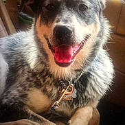 Wolfie James Huffman joined the competition — help win amazing prizes! dog, pet, indoor, smiling, happy, leash, collar, tag, fur, speckled, animal, canine, portrait, closeup, sitting, tongue_out, friendly, cozy, wooden_background, domestic