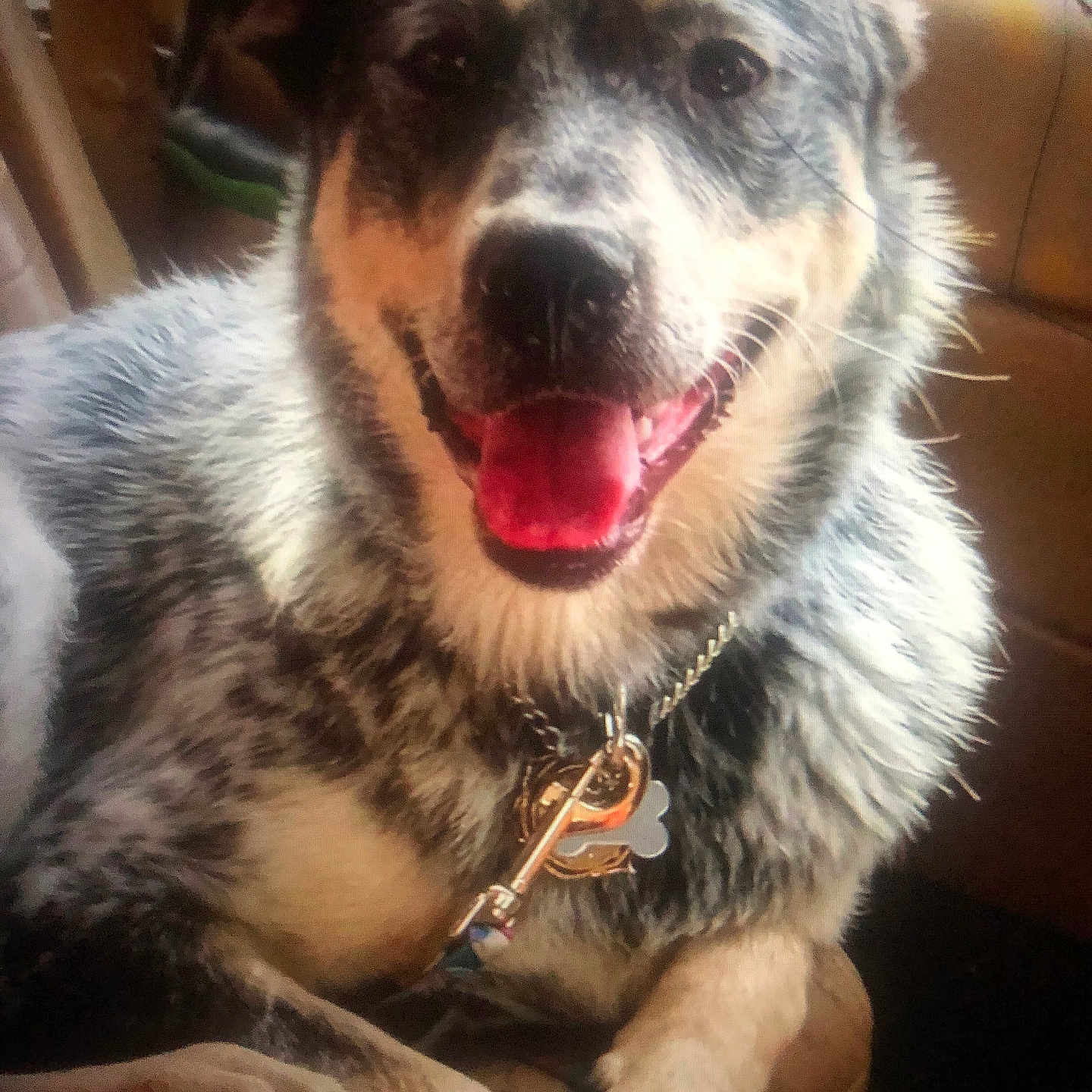 Wolfie James Huffman