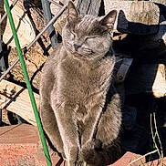 Bubbalubba is registered to the contest to win money with this photo: cat, gray_cat, animal, pet, sunlight, outdoor, wood, firewood, nature, grass, fence, peaceful, sitting, shadow, closeup, daylight, sunny, relaxed, fur, garden