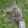 animal, casual, cat, cute, daylight, domestic_cat, footwear, fur, grass, gray_cat, nature, outdoor, paw, pet, playful, relaxing, resting, shoe, sneaker, tail