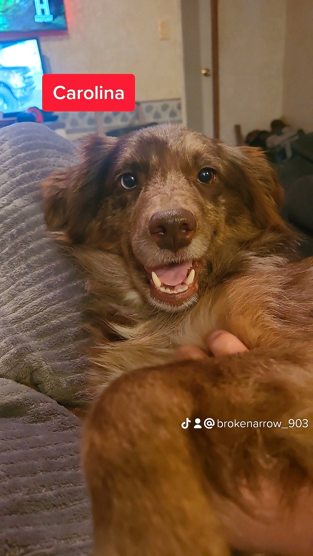 Carolina is registered to the contest to win money with this photo: canidae, carnivore, companion_dog, dog, dog_breed, fang, fur, gun_dog, happy, liver, logo, photo_caption, retriever, smile, snout, sporting_group, terrestrial_animal, whiskers, working_animal