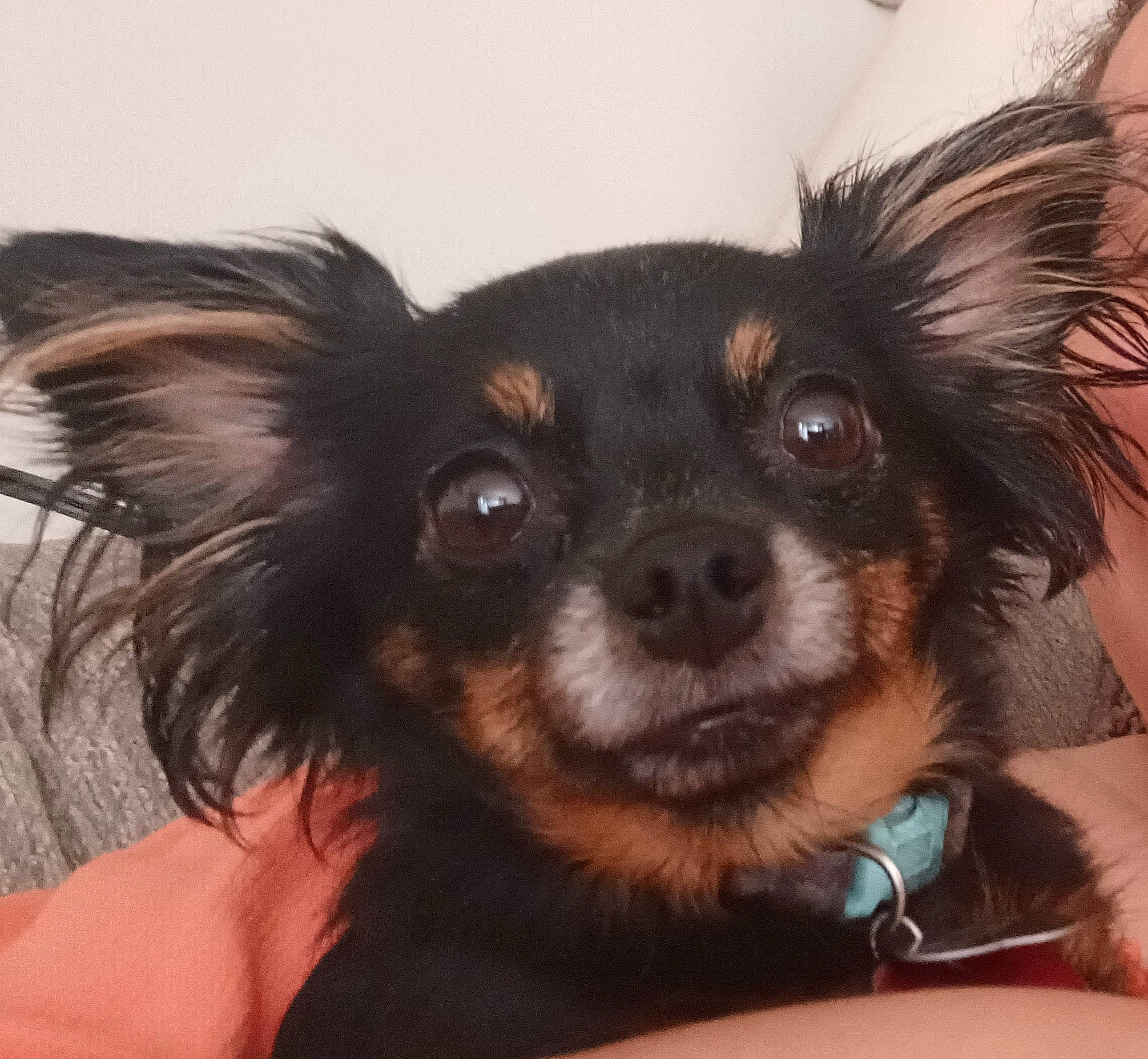 Wookie is registered to the contest to win money with this photo: canidae, carnivore, companion_dog, dog, dog_breed, dog_supply, ear, eye, fawn, fur, liver, puppy, snout, sporting_group, terrestrial_animal, toy_dog, whiskers, working_animal