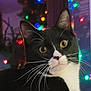 Gracie Mae is registered to the contest to win money with this photo: carnivore, cat, christmas, christmas_decoration, christmas_ornament, christmas_tree, conifer, darkness, domestic_short_haired_cat, event, felidae, fur, holiday, light, ornament, plant, small_to_medium_sized_cats, snout, whiskers, window