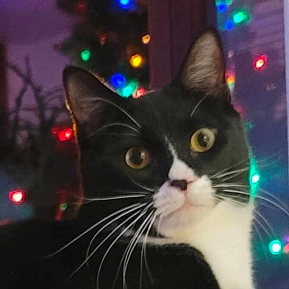 Gracie Mae