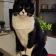 Gracie Mae joined the competition — help win amazing prizes! cat, tuxedo_cat, black_and_white, pet, animal, indoor, table, plant, living_room, furniture, decor, whiskers, curious, sitting, close_up, domestic_cat, household, cozy, portrait, feline