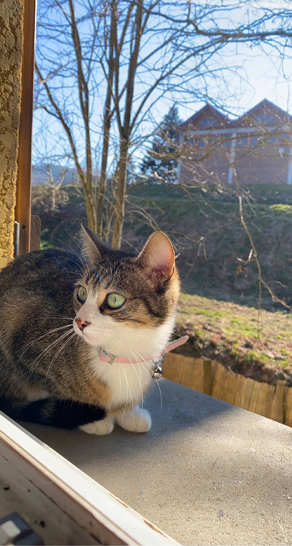 Soquette a rejoint le concours — aidez-le/la à gagner de superbes lots ! box, branch, building, carnivore, cat, domestic_short_haired_cat, felidae, fur, grass, plant, sky, small_to_medium_sized_cats, snout, tail, tree, twig, whiskers, window, winter, wood