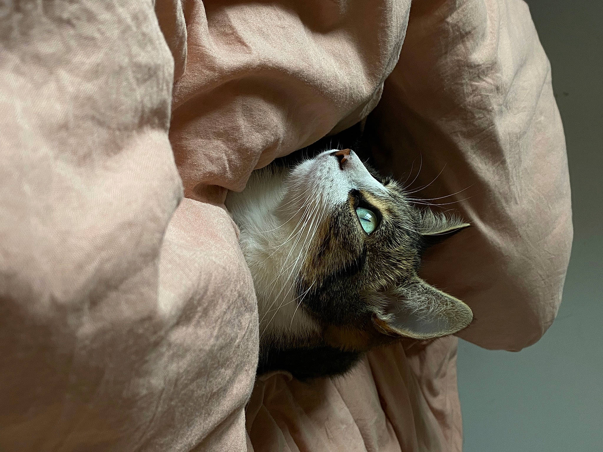 Soquette a rejoint le concours — aidez-le/la à gagner de superbes lots ! beard, cat, close_up, comfort, denim, elbow, eye, eyelash, feather, felidae, fur, grey, jaw, sleeve, small_to_medium_sized_cats, snout, textile, whiskers, wildlife, wrinkle