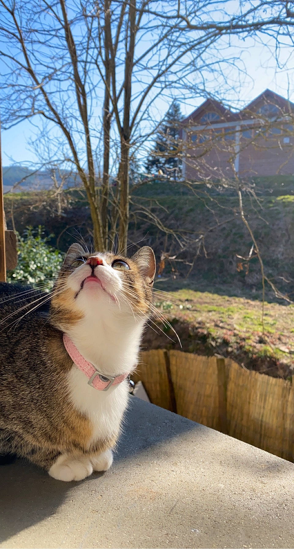 Soquette participe au concours pour gagner de l'argent avec cette photo : carnivore, cat, cloud, collar, domestic_short_haired_cat, fawn, felidae, fur, grass, metal, paw, plant, sky, small_to_medium_sized_cats, snout, tail, tree, twig, whiskers, window