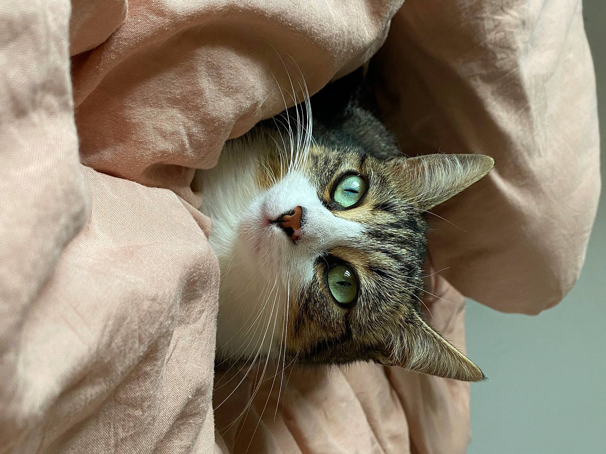 Soquette a rejoint le concours — aidez-le/la à gagner de superbes lots ! carnivore, cat, claw, comfort, domestic_short_haired_cat, ear, eyelash, fawn, felidae, fur, gesture, glasses, nail, paw, small_to_medium_sized_cats, whiskers