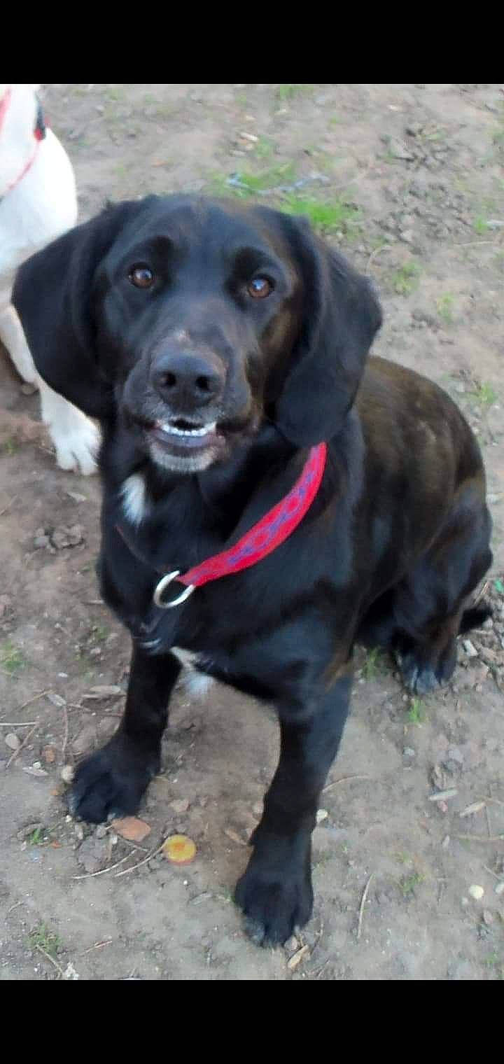 Diesel a rejoint le concours — aidez-le/la à gagner de superbes lots ! borador, carnivore, collar, companion_dog, dog, dog_breed, dog_collar, fur, gun_dog, labrador_retriever, leash, liver, pointing_breed, retriever, snout, sporting_group, tail, terrestrial_animal, whiskers, working_animal