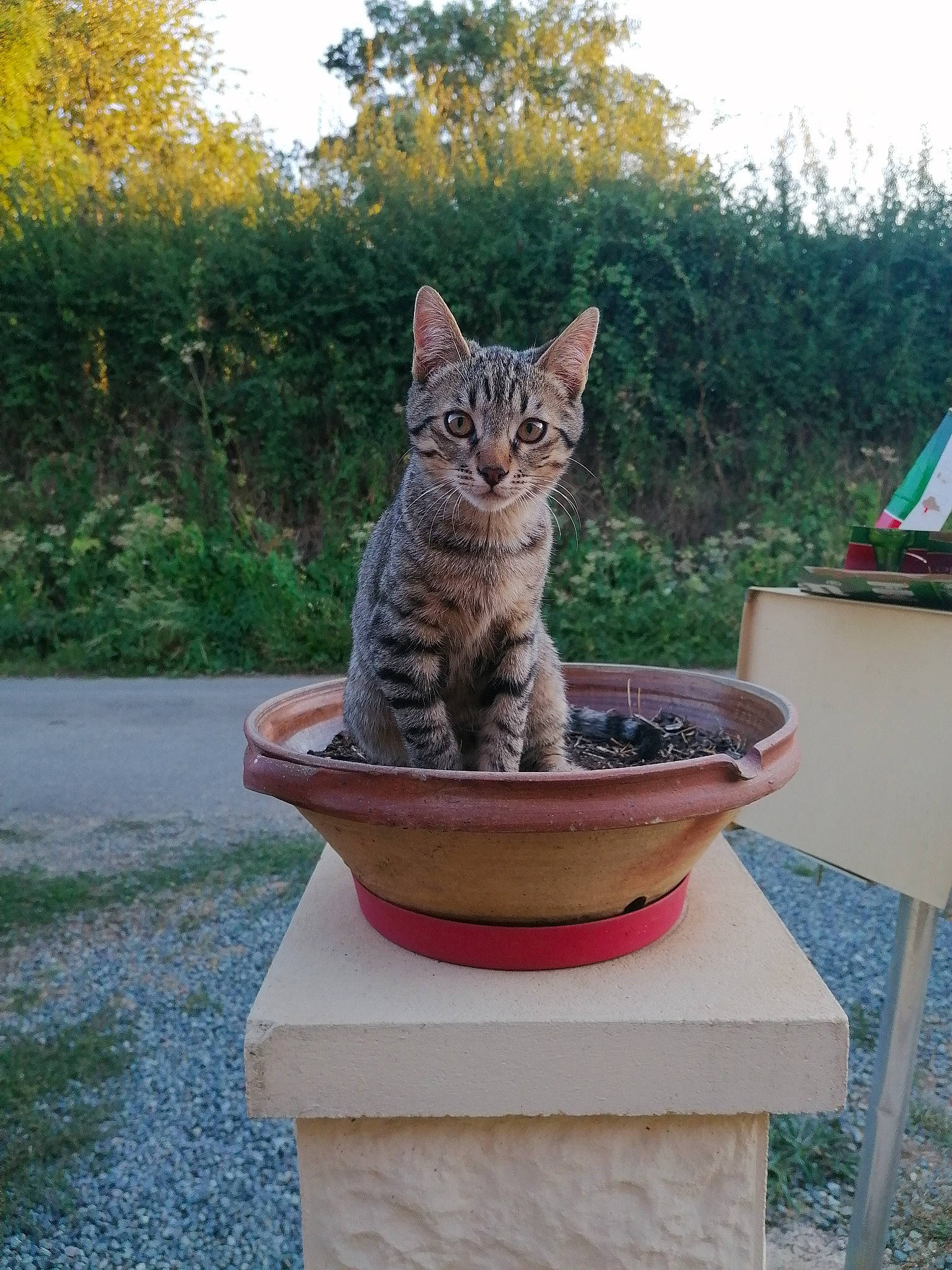 Aloa a rejoint le concours — aidez-le/la à gagner de superbes lots ! carnivore, cat, domestic_short_haired_cat, felidae, flowerpot, fur, garden, grass, houseplant, mammal, pet_supply, plant, sky, small_to_medium_sized_cats, soil, tail, tree, whiskers, window, wood