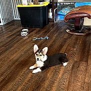 Calliope joined the competition — help win amazing prizes! puppy, dog, corgi, indoor, wooden_floor, toy, rope_toy, food_bowls, polka_dot, leather_chair, pet, pet_toy, lying_down, small_dog, cute, domestic, flooring, home, animal, playful